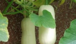 北瓜一般指什么瓜,探寻北方特色瓜果的魅力